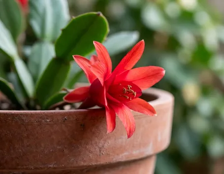 Schlumbergera
