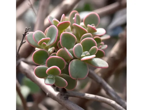 Foglie della Crassula arborescens