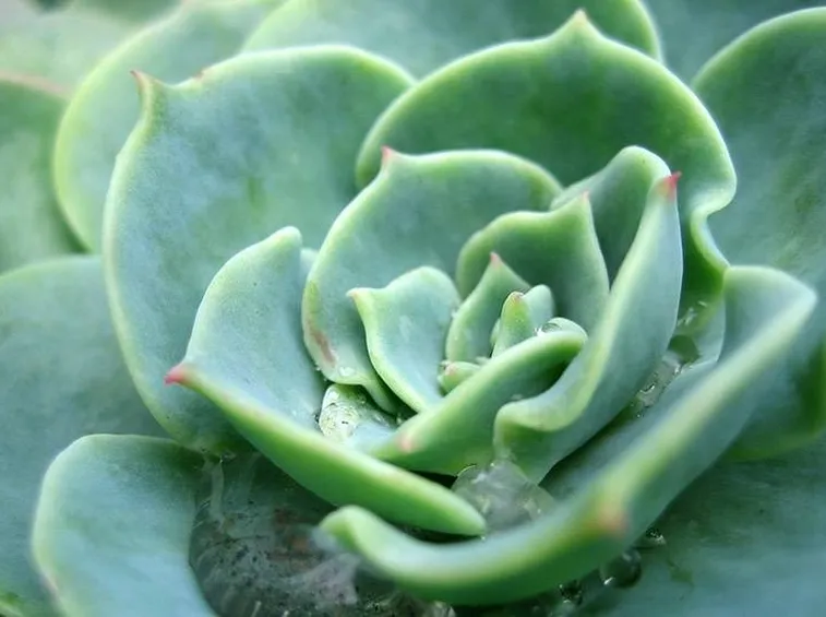 pianta grassa