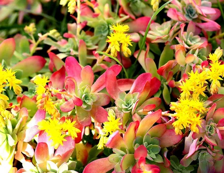pianta grassa Sedum