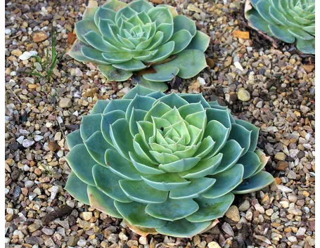 Echeveria terreno