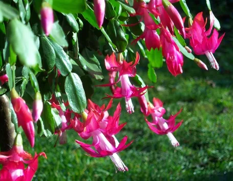Epiphyllum di colore rosa