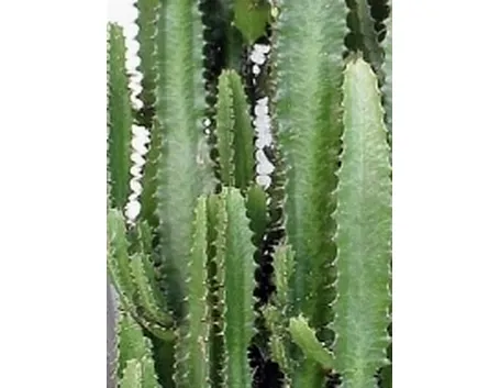 euphorbia trigona
