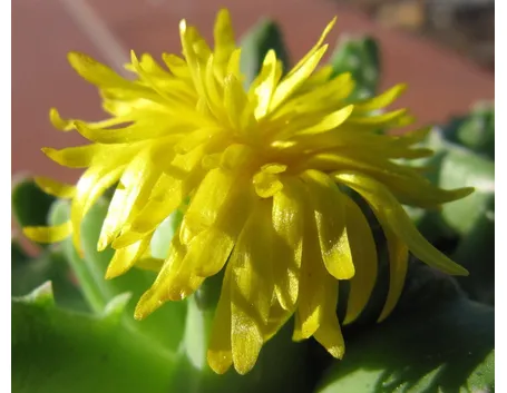 Faucaria