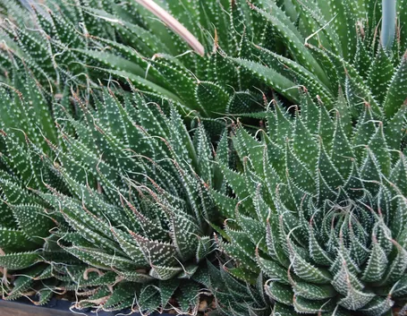 Haworthia