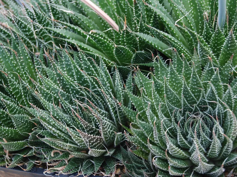 Haworthia