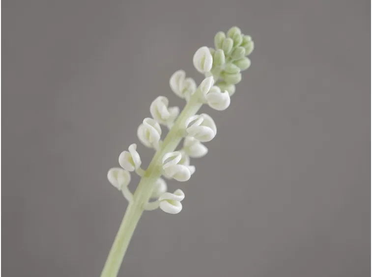 fiore haworthia