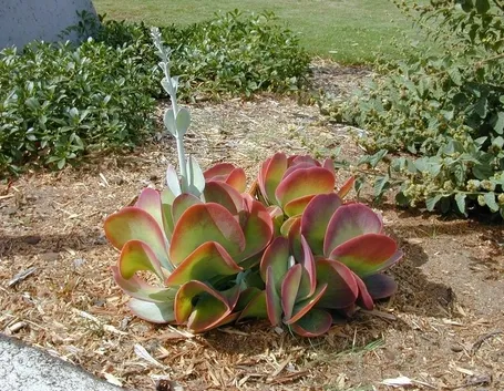 Kalanchoe thyrsiflora