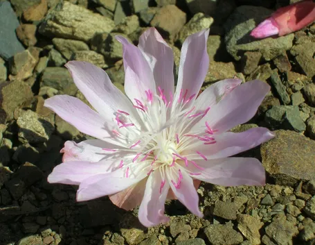 Esemplare lewisia
