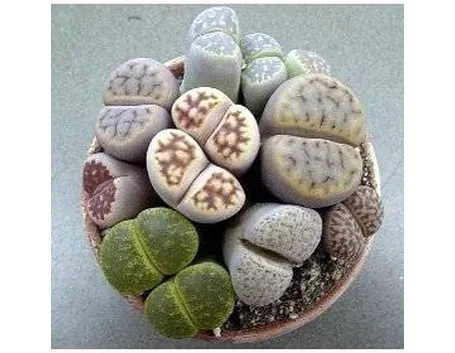 Lithops