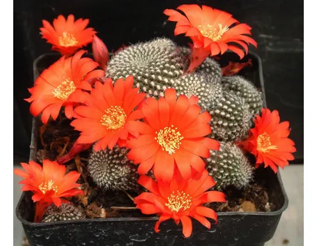 Un esemplare di Rebutia minuscula