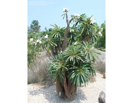 pachypodium