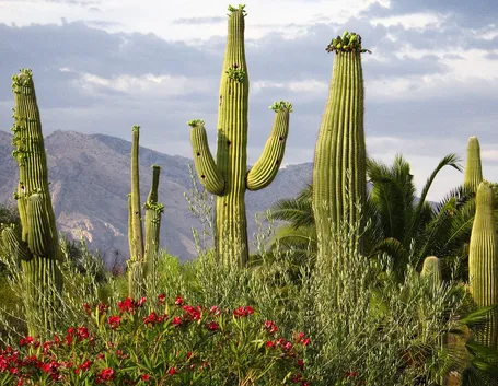 cactus Saguaro