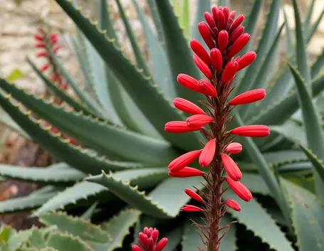fiore aloe