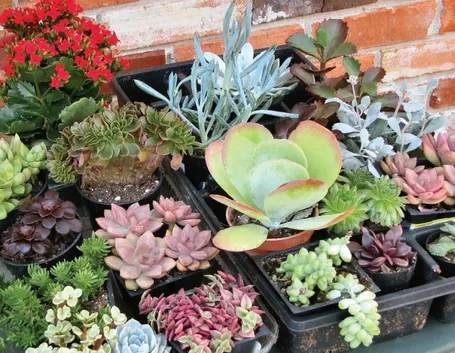 Varietà di piante grasse