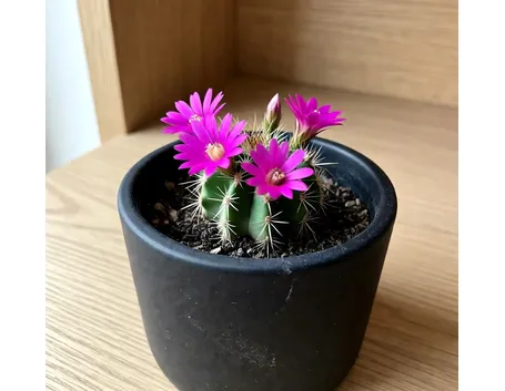 Rebutia