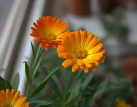 calendula