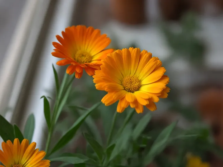 calendula