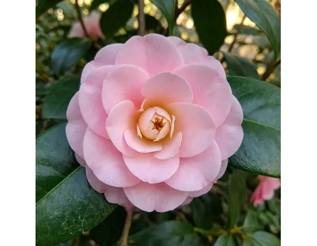 camelia
