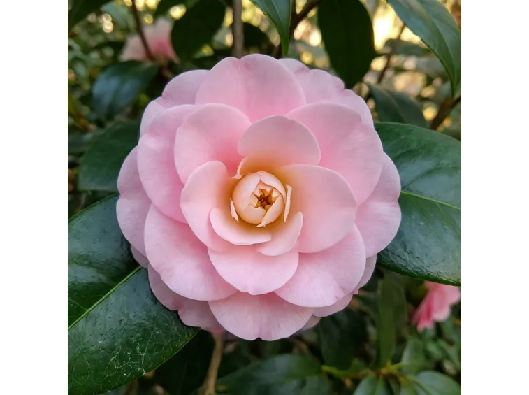 camelia