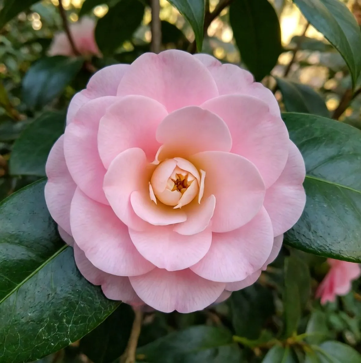 camelia