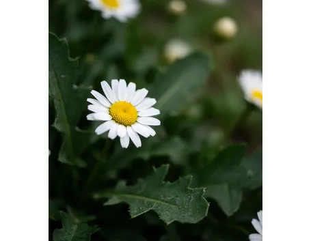 foto margherita