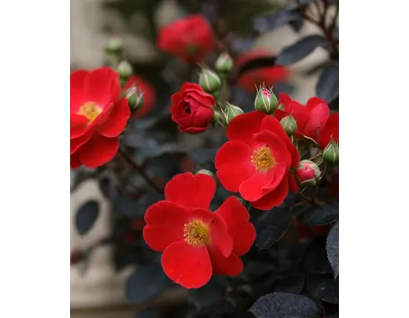 foto rosa