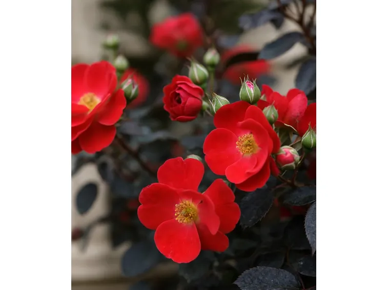 foto rosa