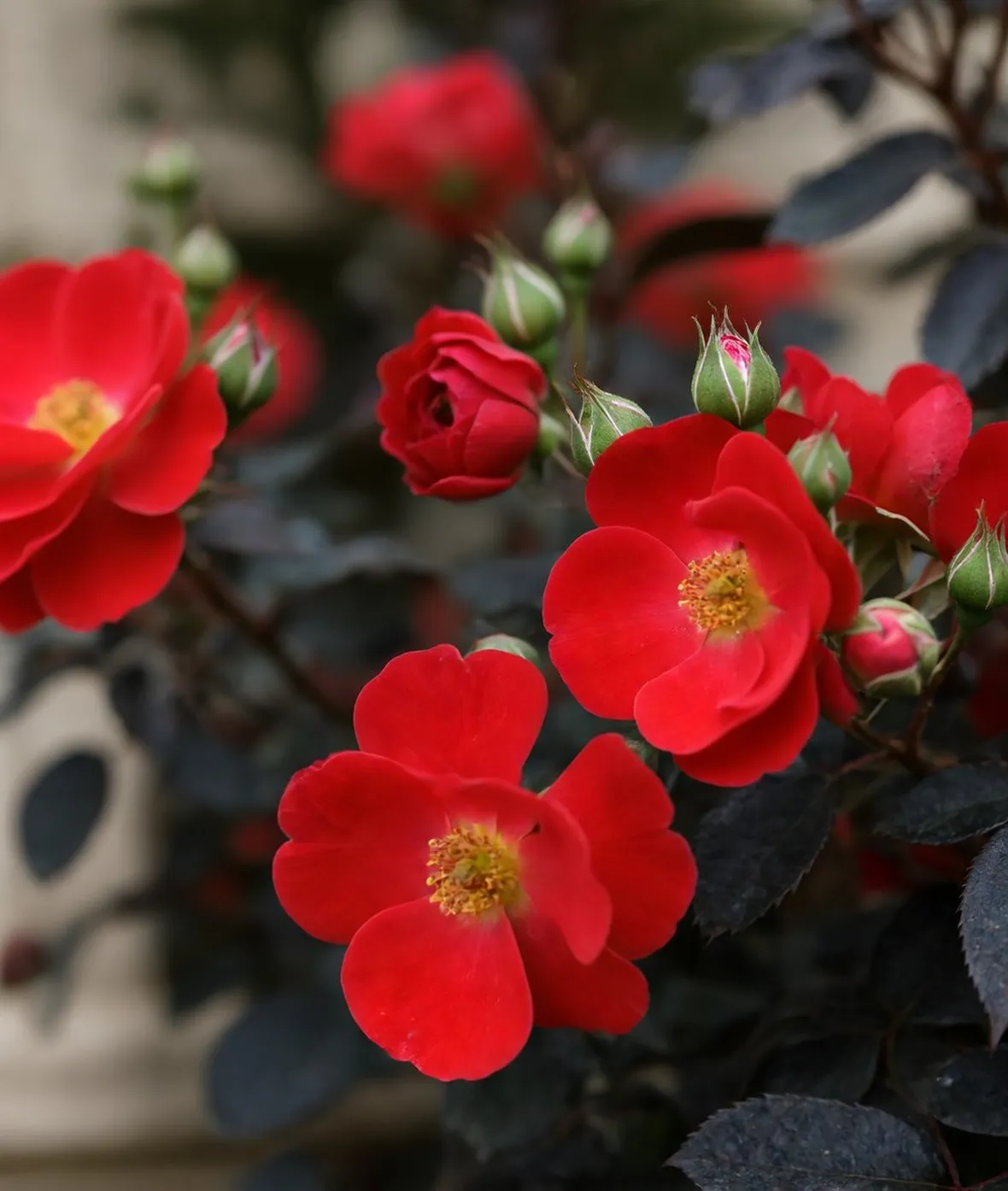 foto rosa