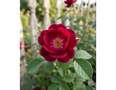 rosa gallica