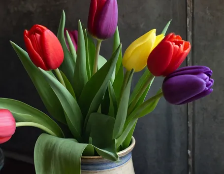 foto tulipano