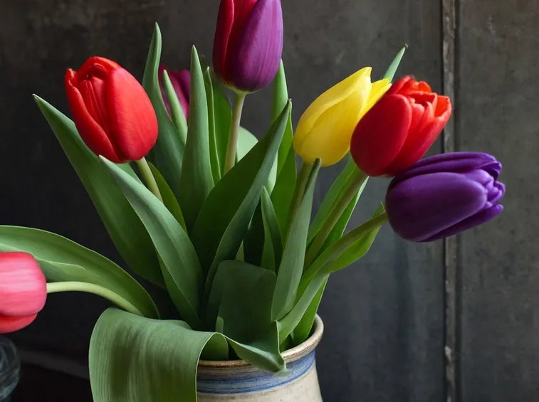 foto tulipano
