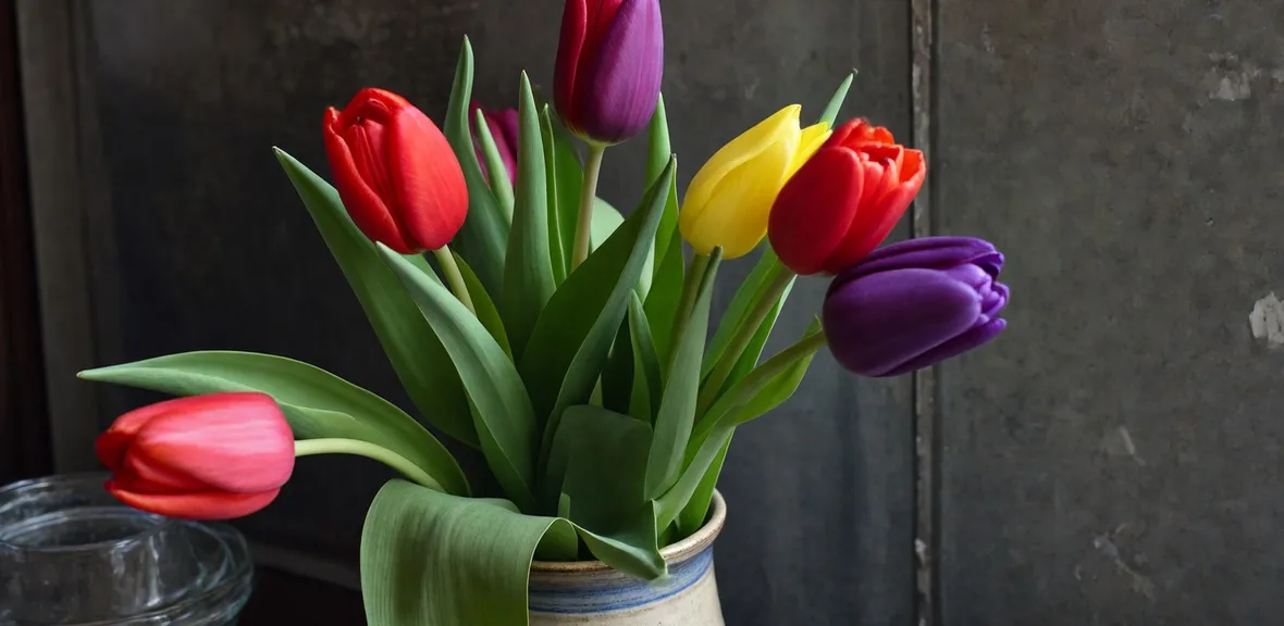 foto tulipano