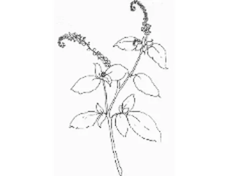 LA VAINIGLIA