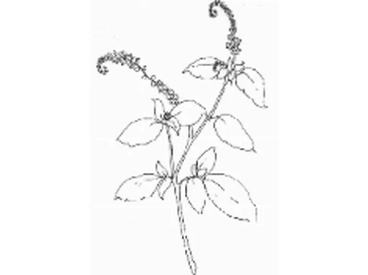 LA VAINIGLIA