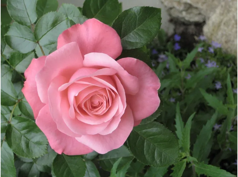 rosa Lawinia