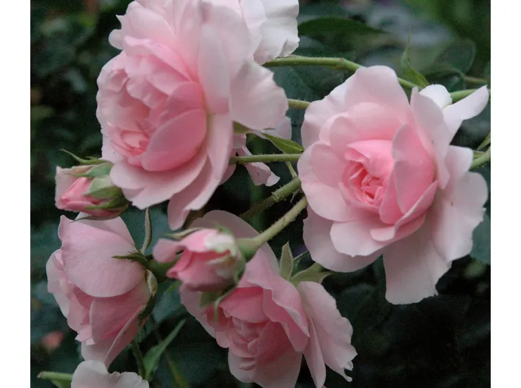 rosa anna