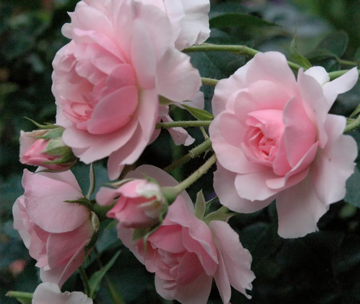 rosa anna