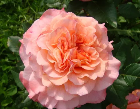 auguste luise