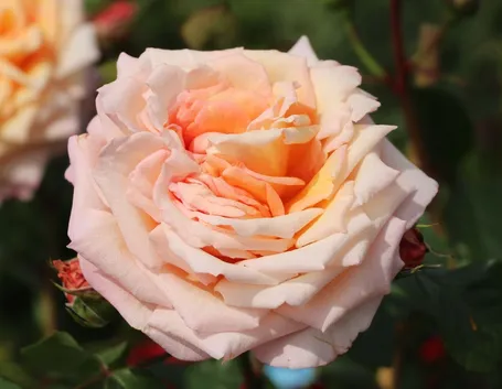 rosa barock