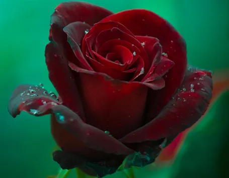 rosa grand chateau
