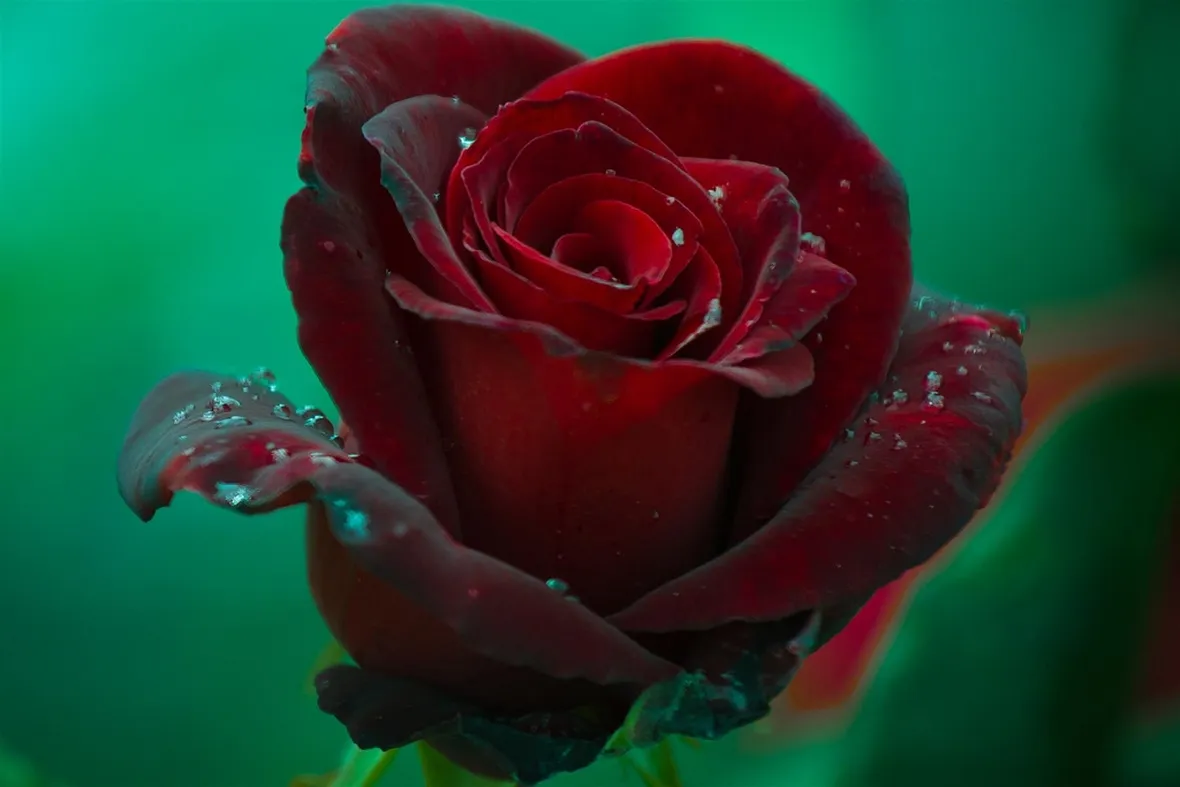 rosa grand chateau