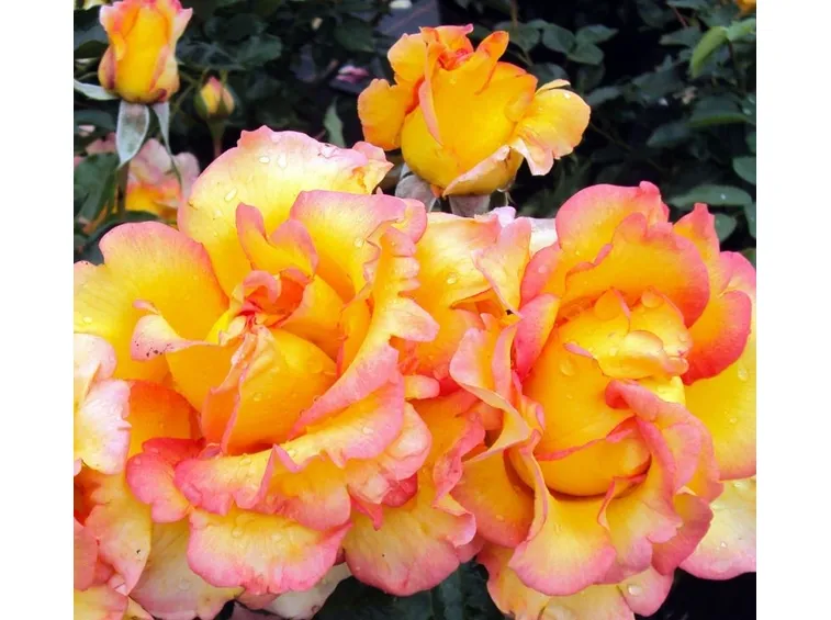 rose jules verne