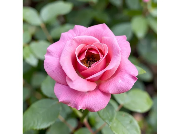rosa lady like