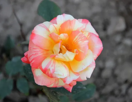 rosa marvelle