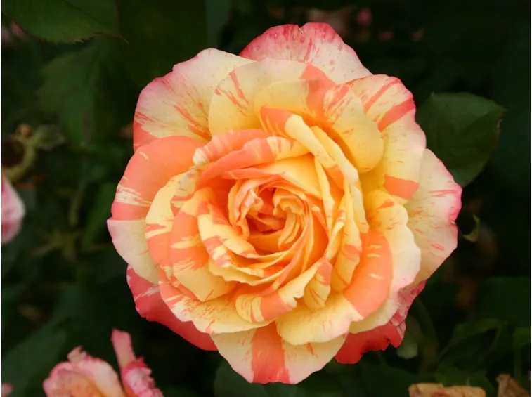 rose marvelle