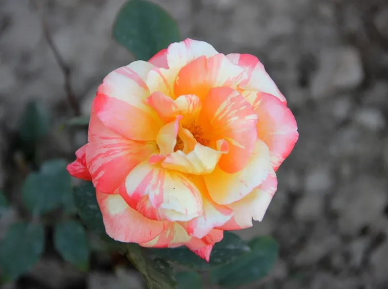 rosa marvelle