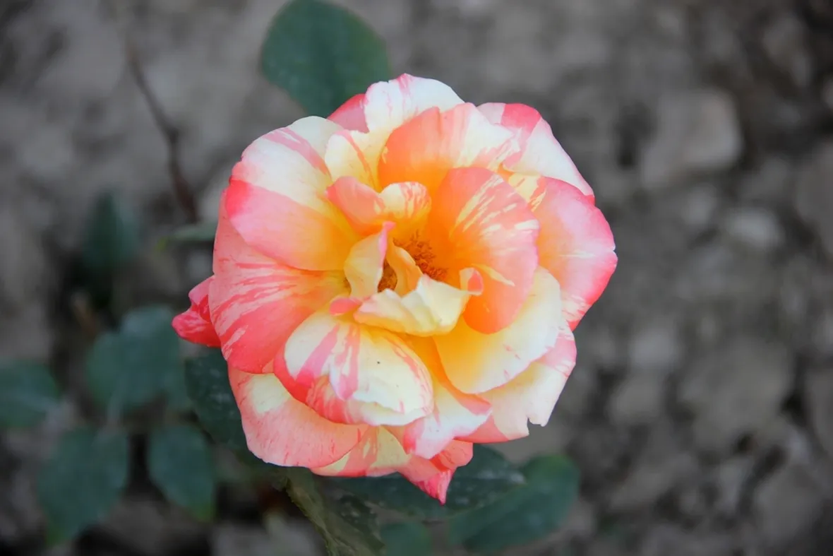 rosa marvelle