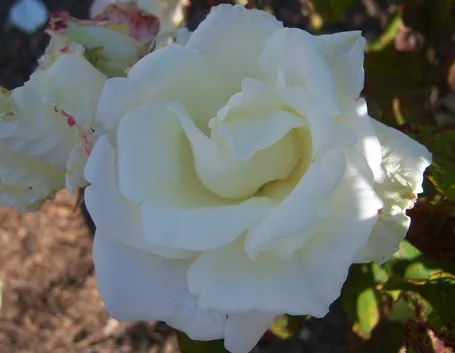 rosa michele torr