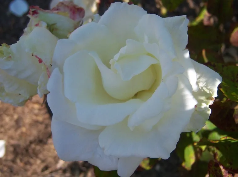 rosa michele torr